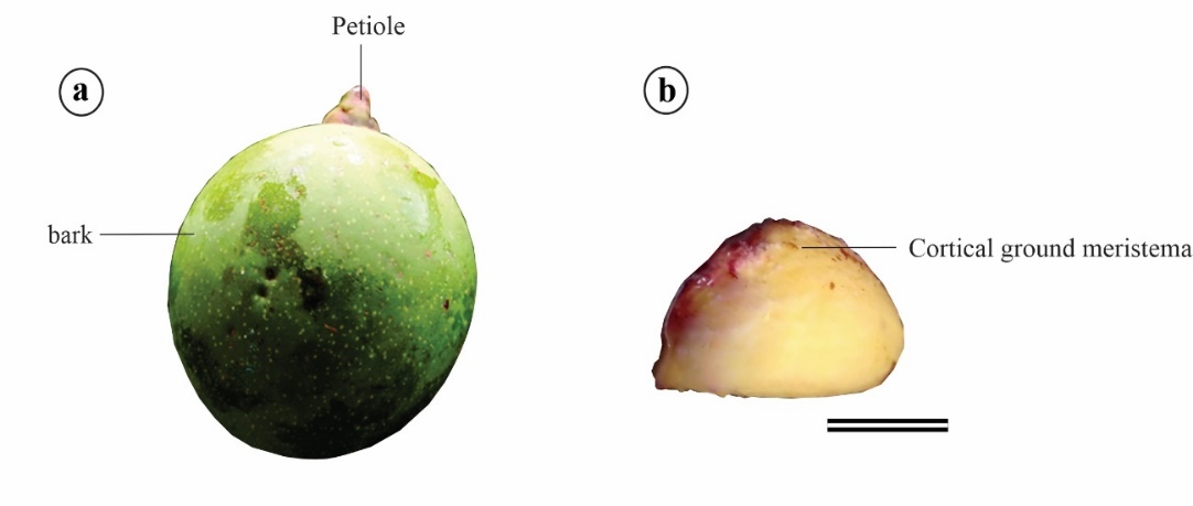 Desenho de frutas Descrição gerada automaticamente com confiança média