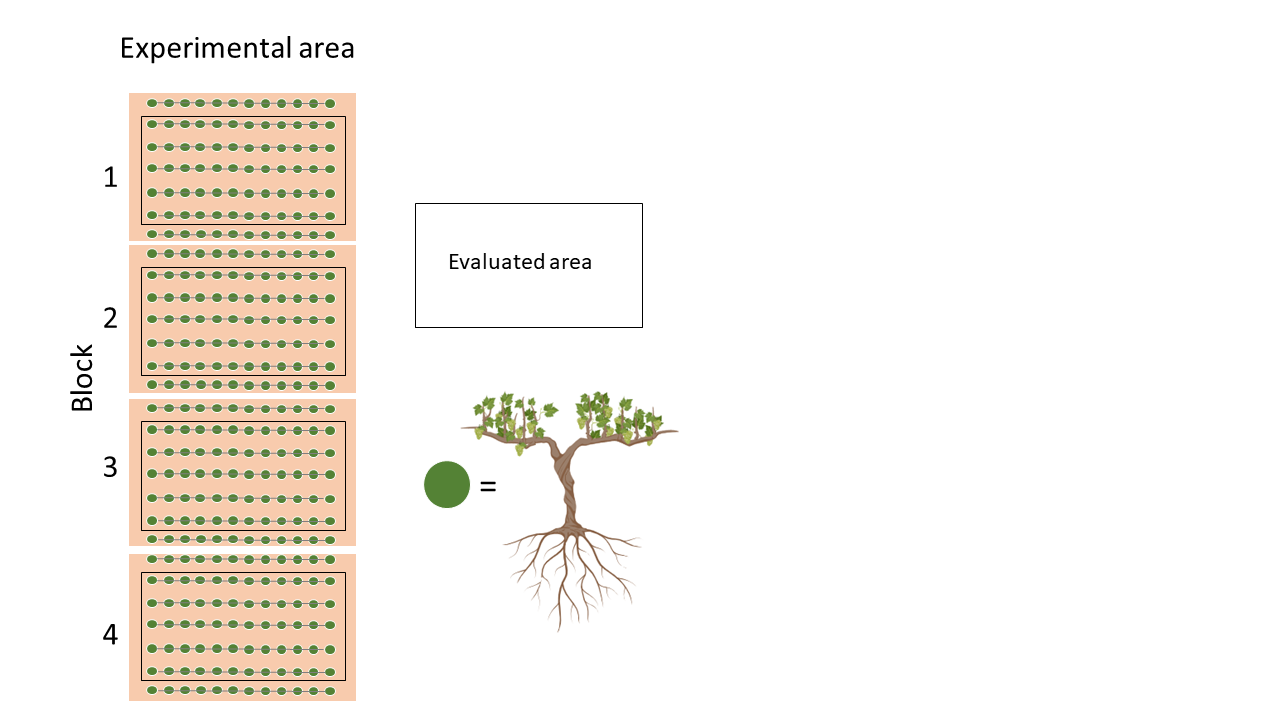 A diagram of a tree with green leaves Description automatically generated